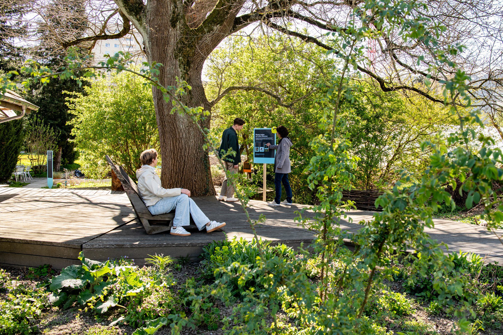 Banano in vivaio comunale di Zurigo