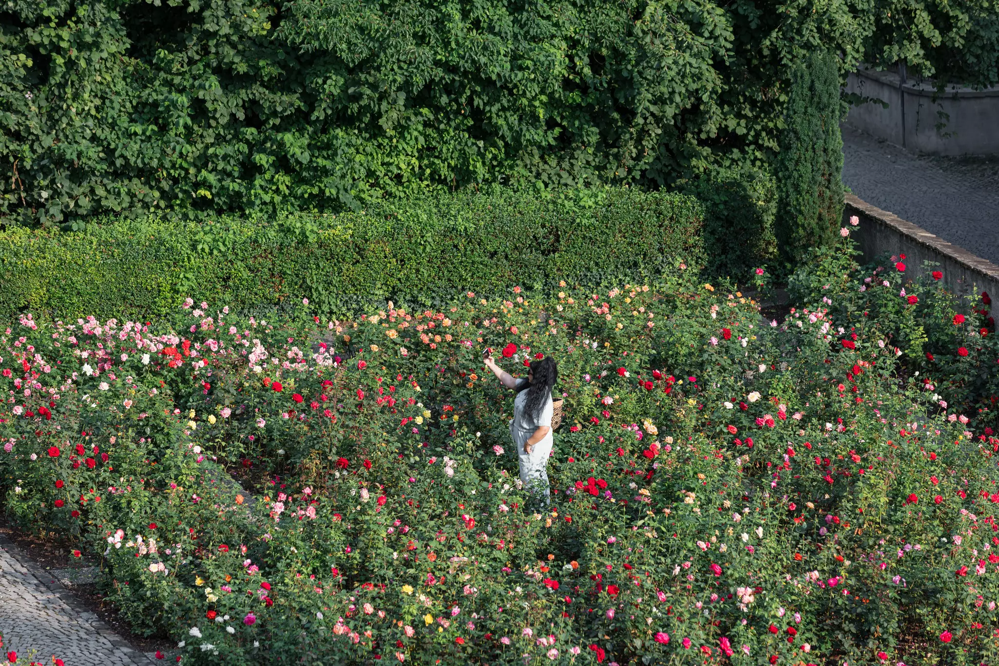 Rapperswil, la città delle rose: una pittoresca località sul Lago di Zurigo
